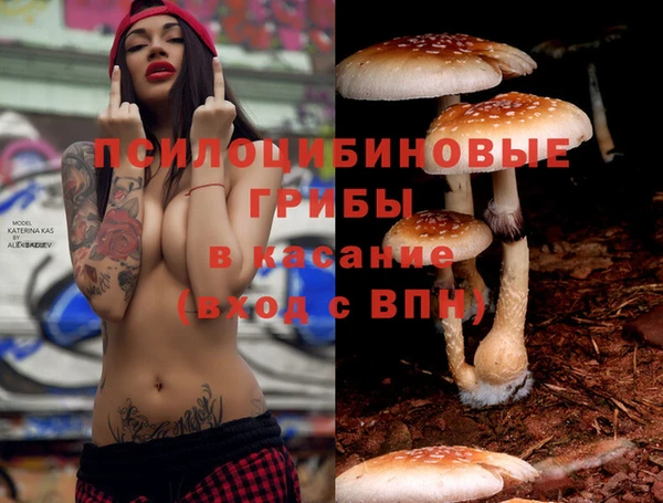 гашик Вяземский